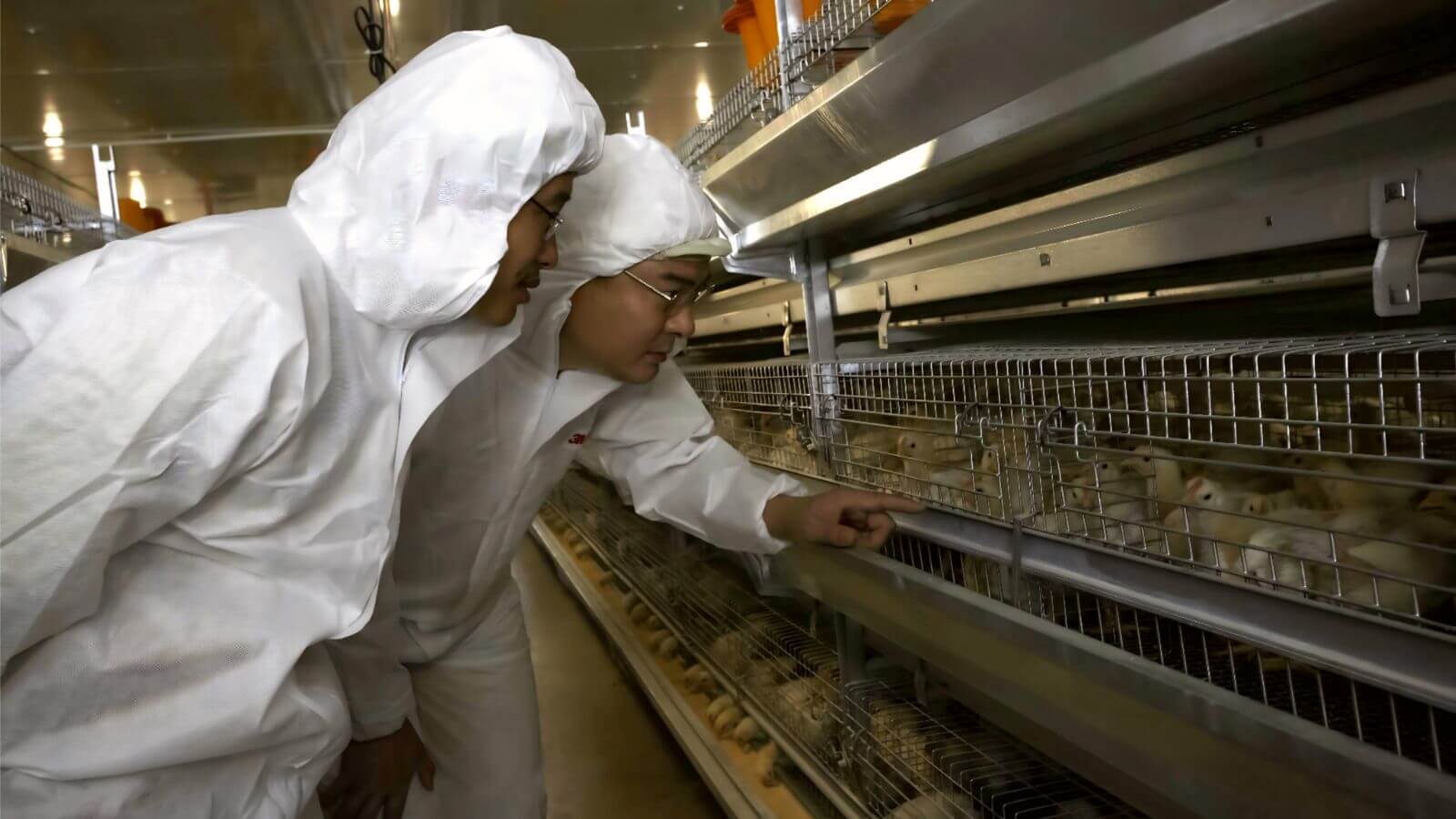 Lancer l'élevage indépendant
   