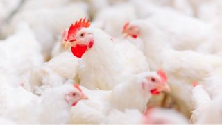 Brochure Shandong Guangming mai 2025 
   