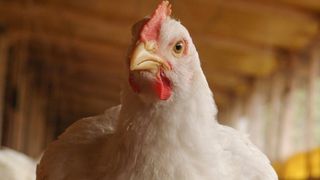 Objectifs de performance et spécifications nutritionnelles de l'action mère n° 2 de Guangming – Mai 2025
   