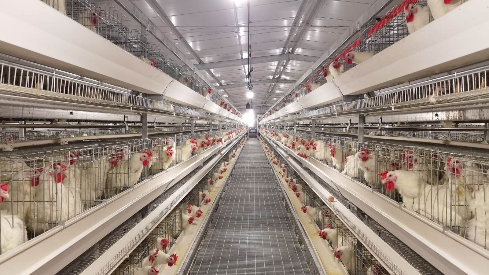 Collecter du matériel de reproduction.
   