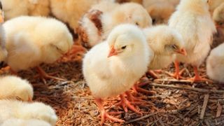 Objectifs de performance et spécifications nutritionnelles des poulets de chair Guangming n° 2, mai 2025
   