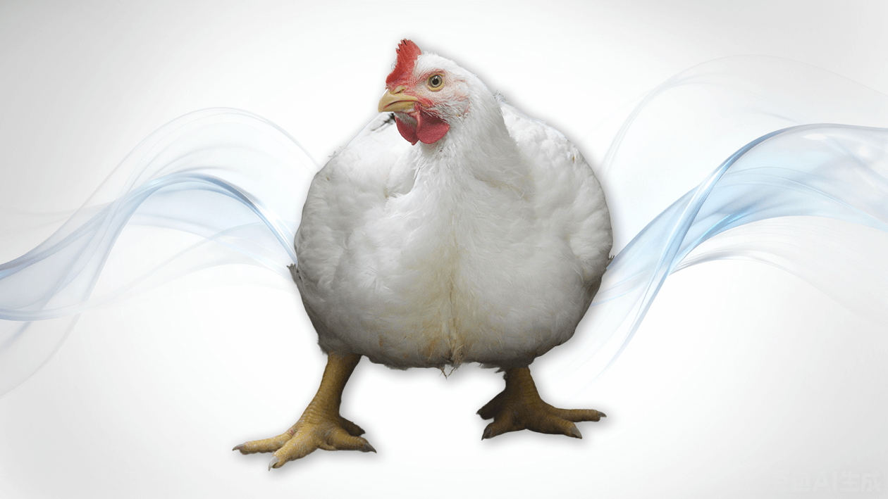 Poulets de chair commerciaux Guangming n° 2
   