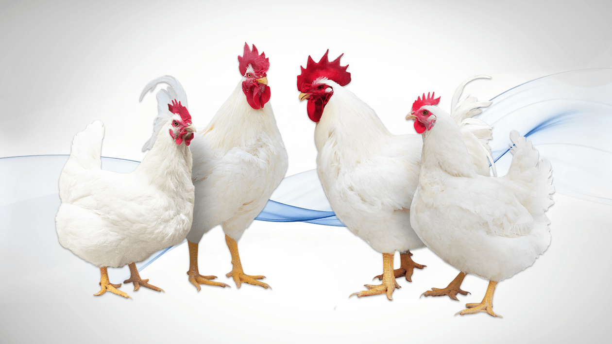 Guangming n°2 Grand-parent Stock
   